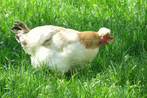 Huhn
